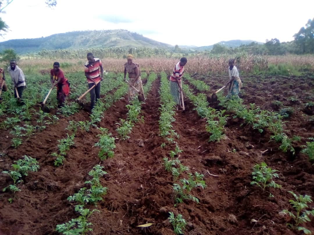 Population of Matutu_Gitaba in potatoes plantation