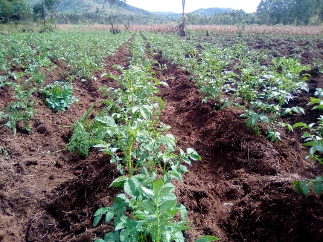 GRS Cultivates Change: Revolutionizing Agriculture to End Hunger and Boost Economic Growth in Rutana